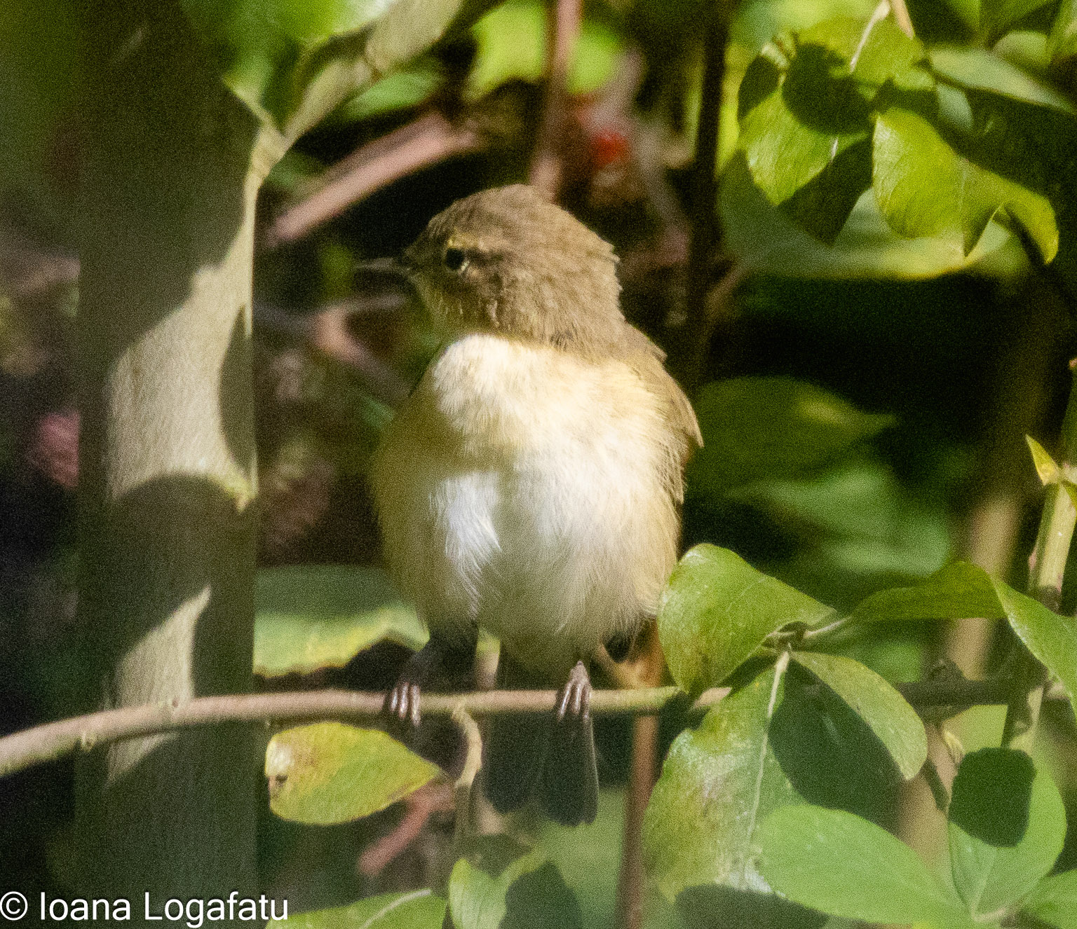 Bright bird perched quietly in lush greenery